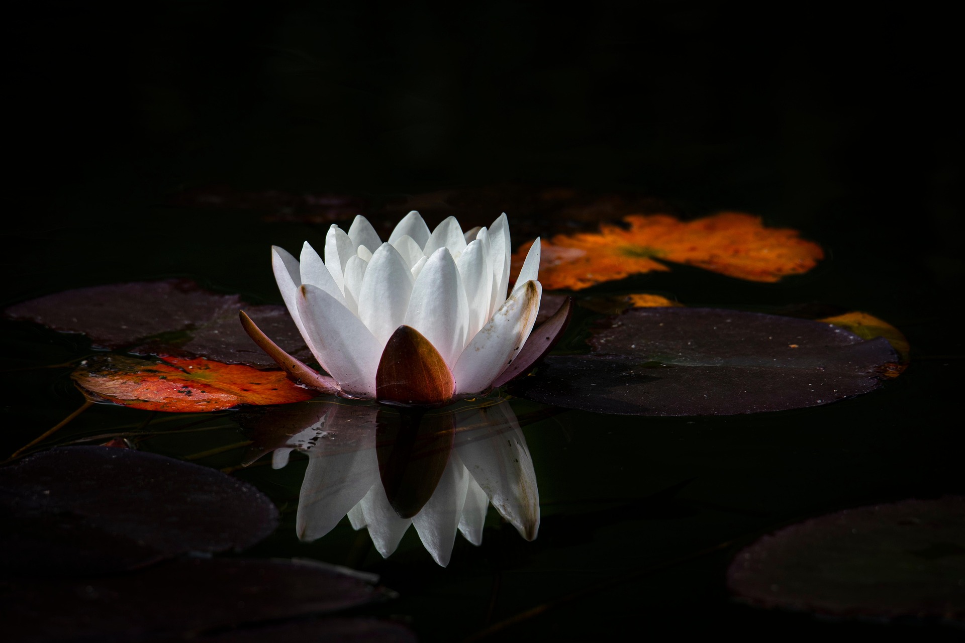 flower-8173078_1920